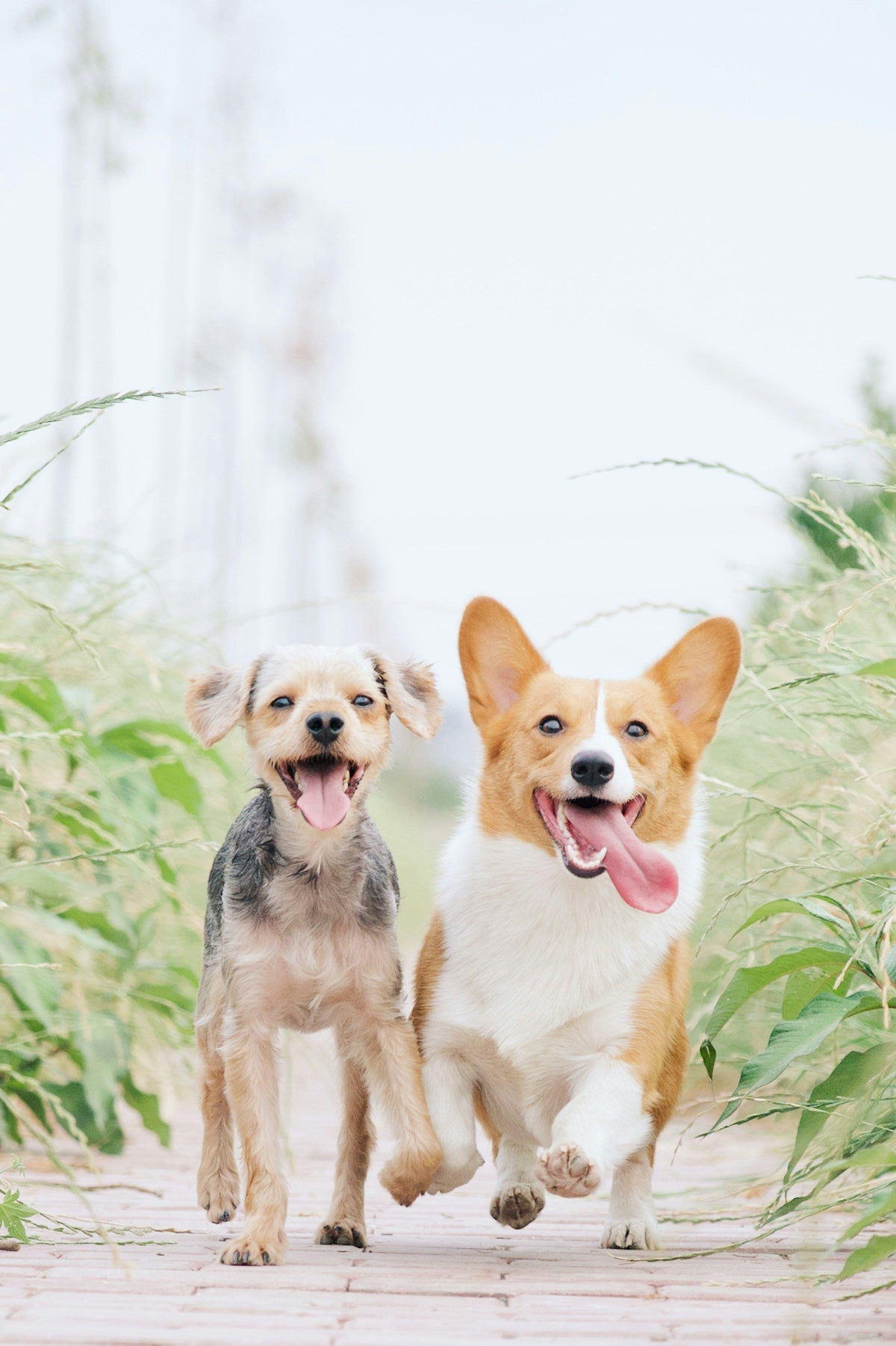 Dogs