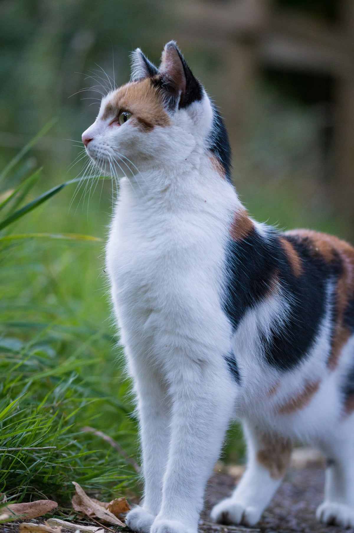 Cats