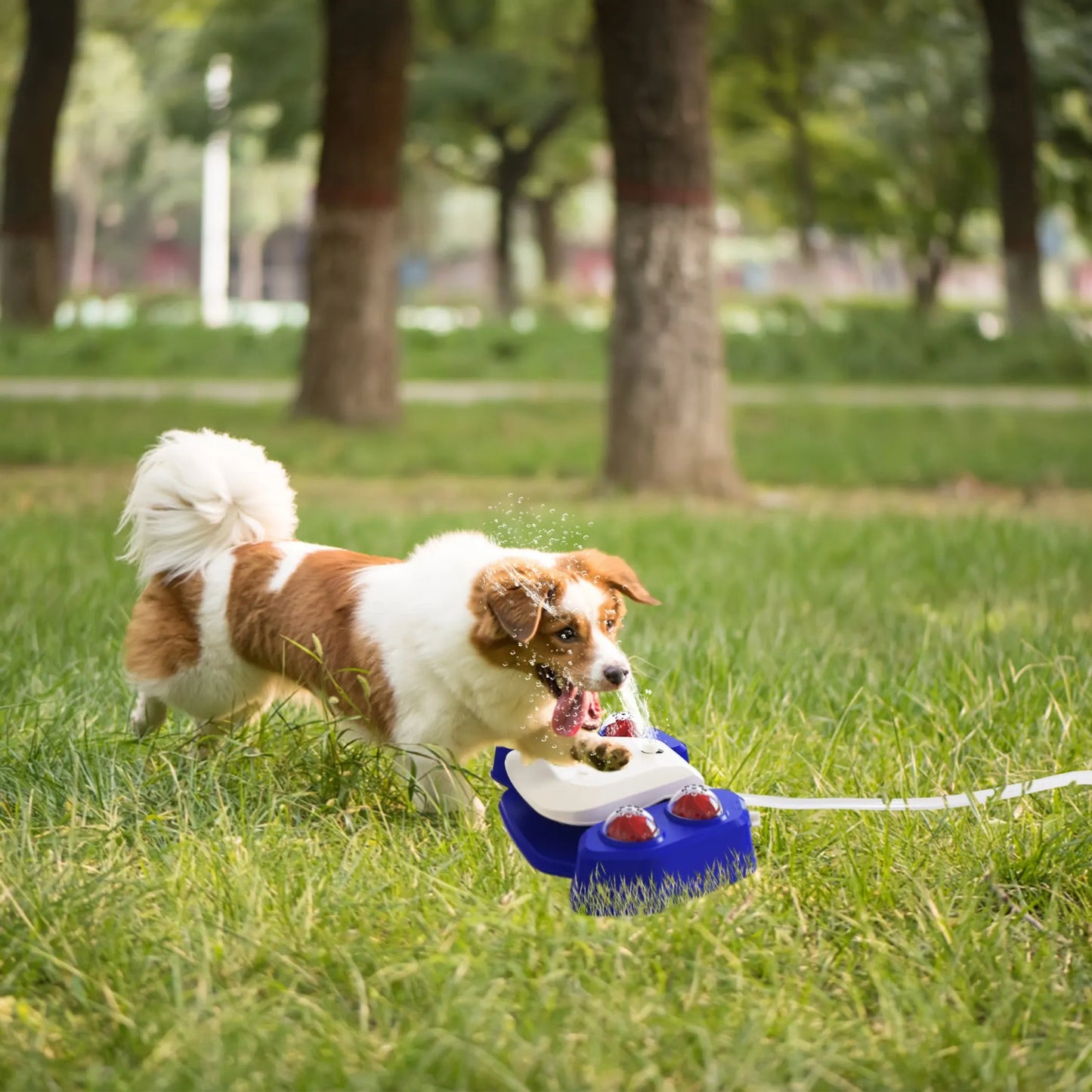Automatic Multifunctional Dog Water Fountain