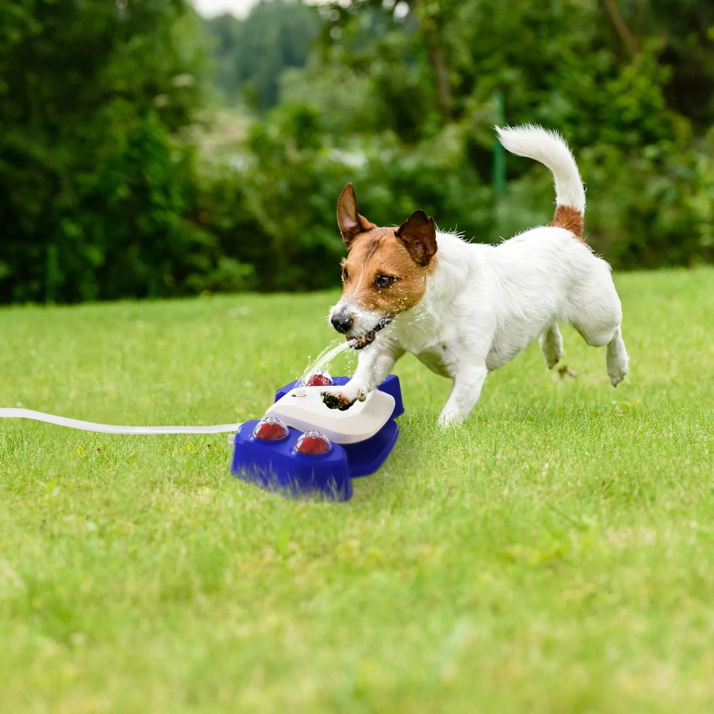 Automatic Multifunctional Dog Water Fountain