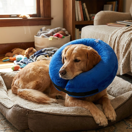 Inflatable Collar lifestyle